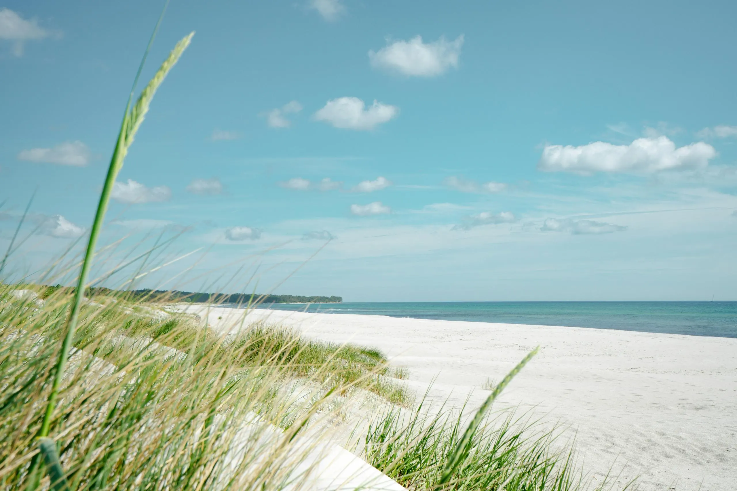Tall green beach grass on white sand dunes overlooking a calm blue sea